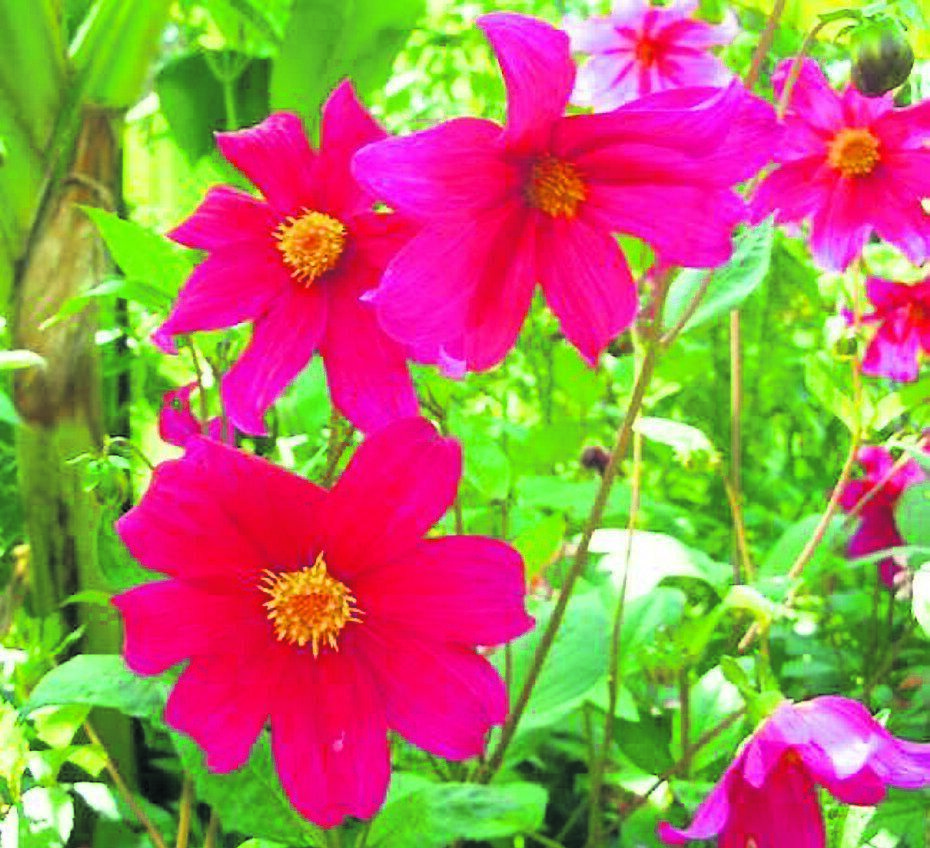 Dahlia coccinea ‘Lady Mary Keen’, seen here growing in the exotic garden at Great Dixter in Sussex, England. Dahlia coccinea ‘Lady Mary Keen’, seen here growing in the exotic garden at Great Dixter in Sussex, England.