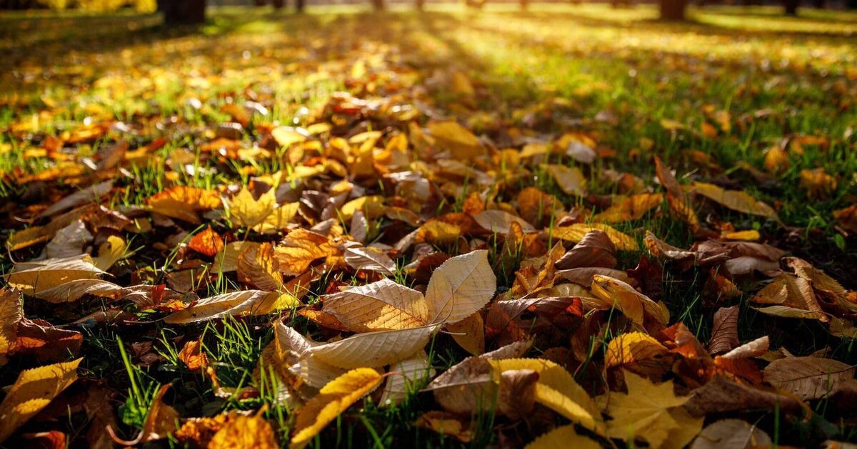 In the Garden: How to make use of those falling leaves - Vimarsana News