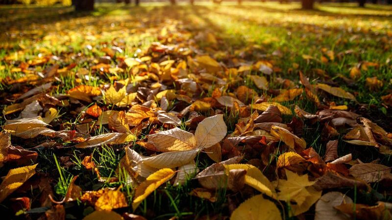 In the Garden: How to make use of those falling leaves In the Garden: How to make use of those falling leaves