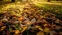 Fallen autumn leaves in the park