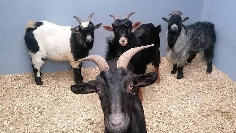 Happy ending for infamous N40 goats