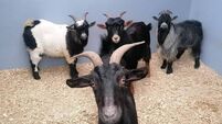 Happy ending for infamous N40 goats