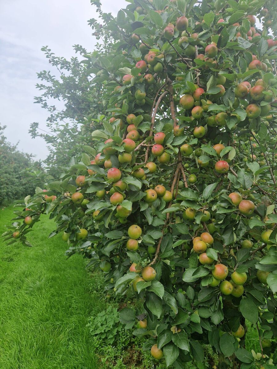 Trees at Press House Cider.