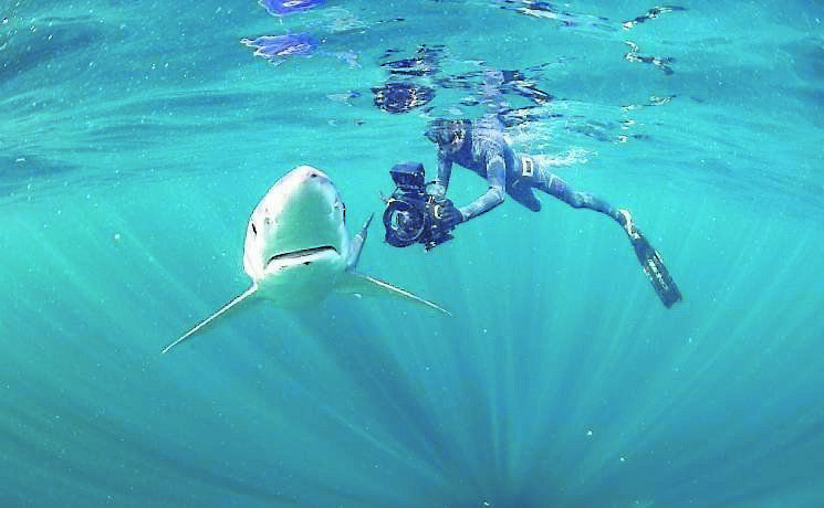 Ken O’Sullivan filming a blue shark in the North Atlantic, off Ireland. Ken O’Sullivan filming a blue shark in the North Atlantic, off Ireland.