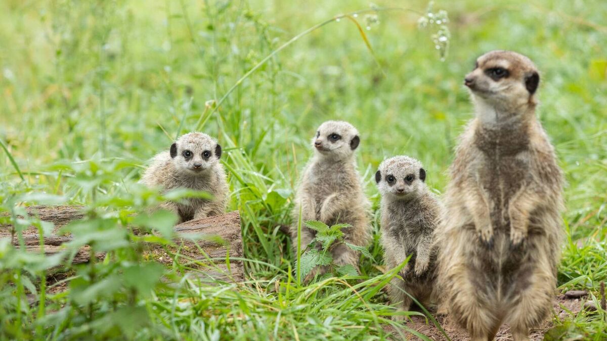 Fota Wildlife Park welcomes first meerkat babies in a decade