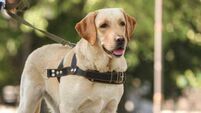 Cork charity warns about the impact fireworks have on guide dogs