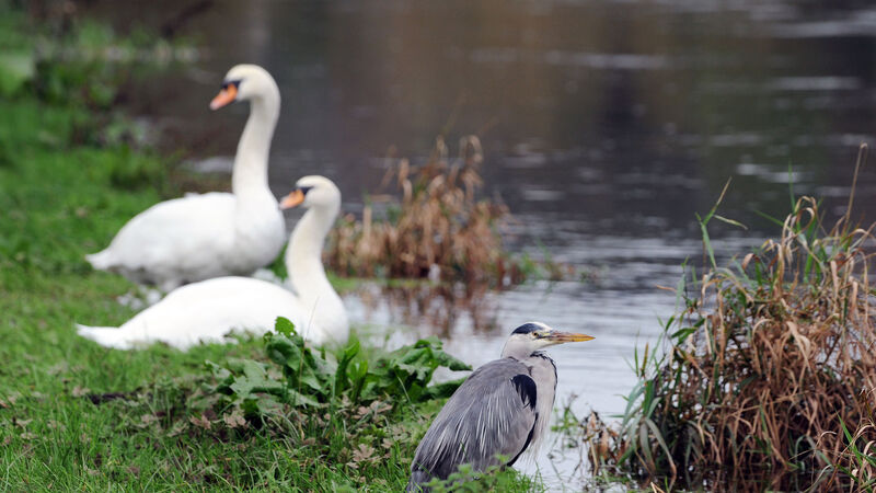 An Taisce seeking climate ambassadors in Cork 