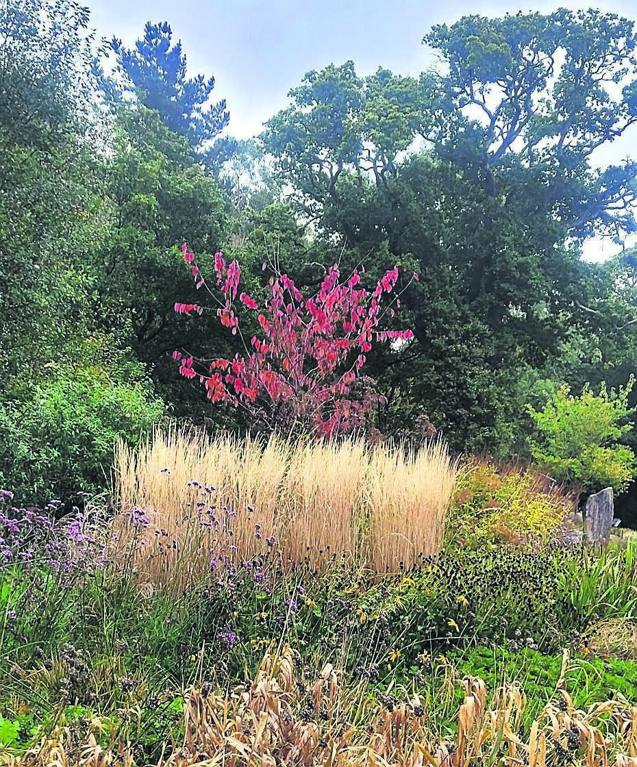 The red autumn leaves of Prunus sargentii with the upright Panicum’ Heavy Metal’ in front and Phalaris ‘Artic Sun’ in the foreground The red autumn leaves of Prunus sargentii with the upright Panicum’ Heavy Metal’ in front and Phalaris ‘Artic Sun’ in the foreground