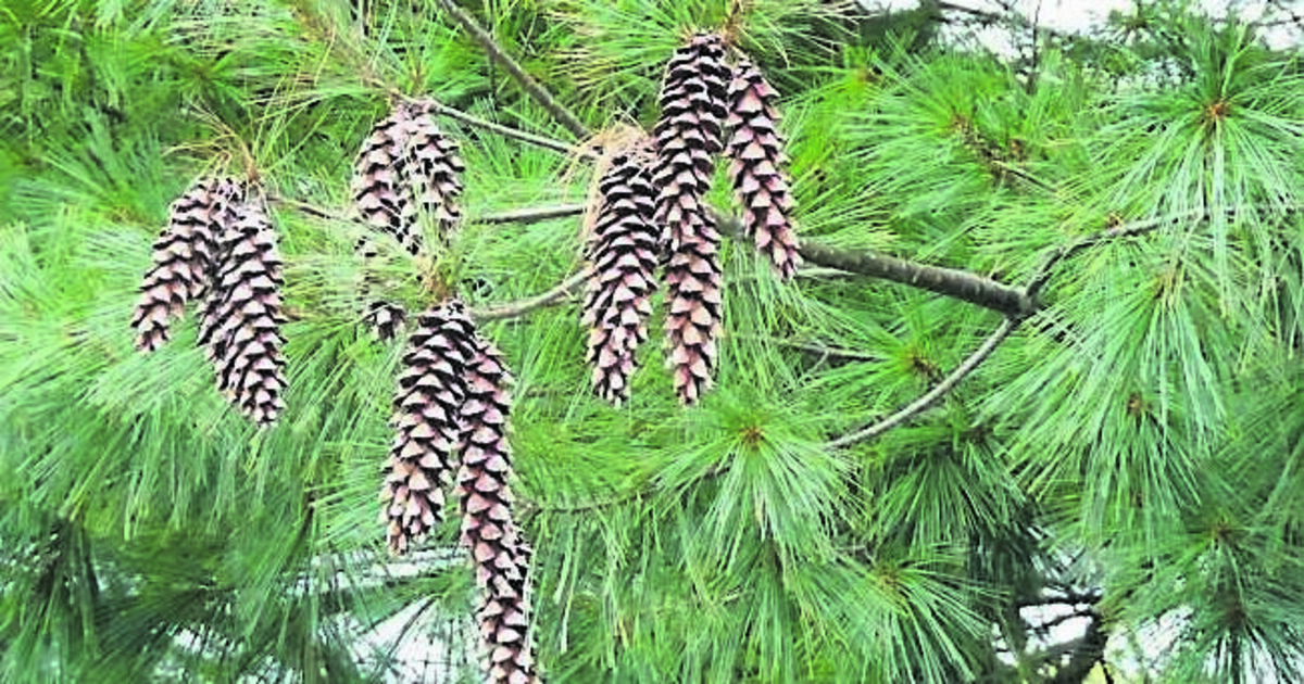 A great cone to use in a festive arrangement - Vimarsana News