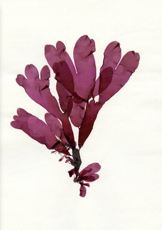 Worktitled: Dulse Hand Worktitled: Dulse Hand