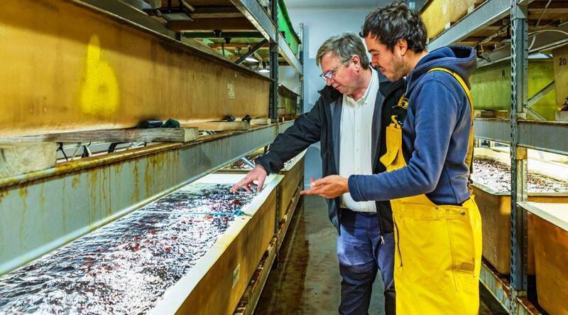 Michael O'Neill (left) and staff member at Pure Ocean Algae.