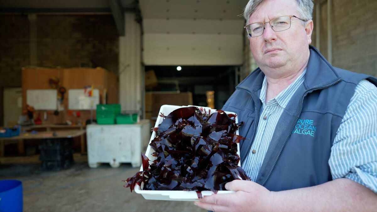 Michael O'Neill, CEO Pure Ocean Algae Michael O'Neill, CEO Pure Ocean Algae