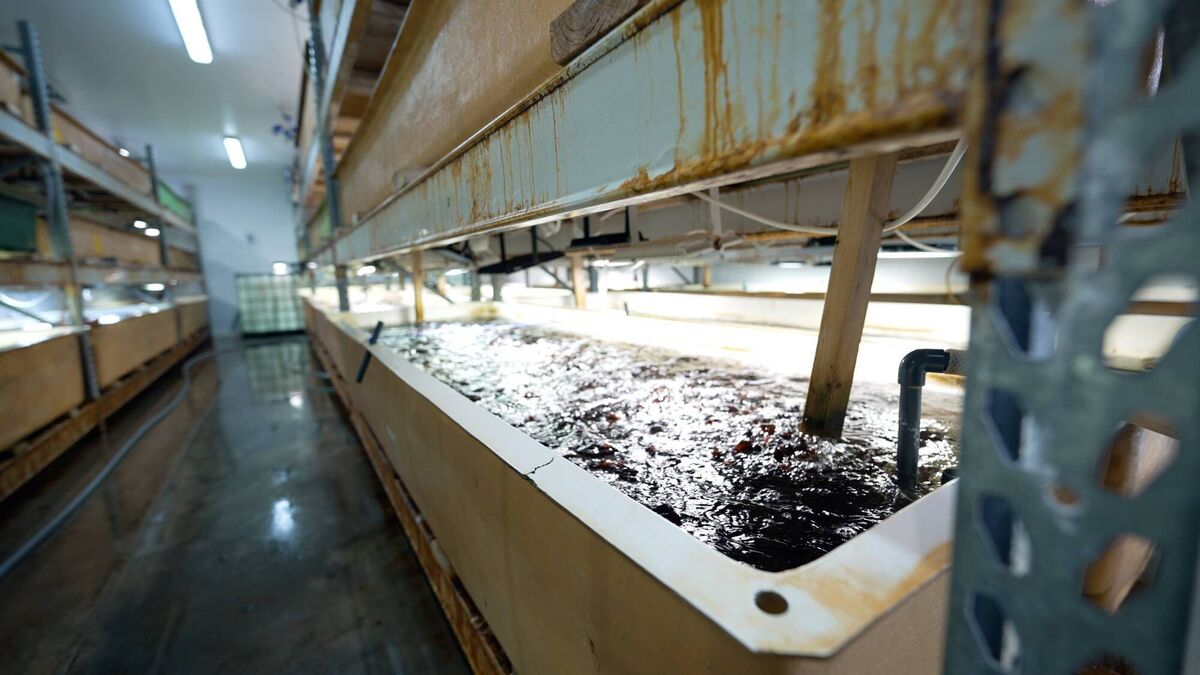 Red seaweed, Dulce, in the hatchery at Pure Ocean Algae, West Cork Red seaweed, Dulce, in the hatchery at Pure Ocean Algae, West Cork