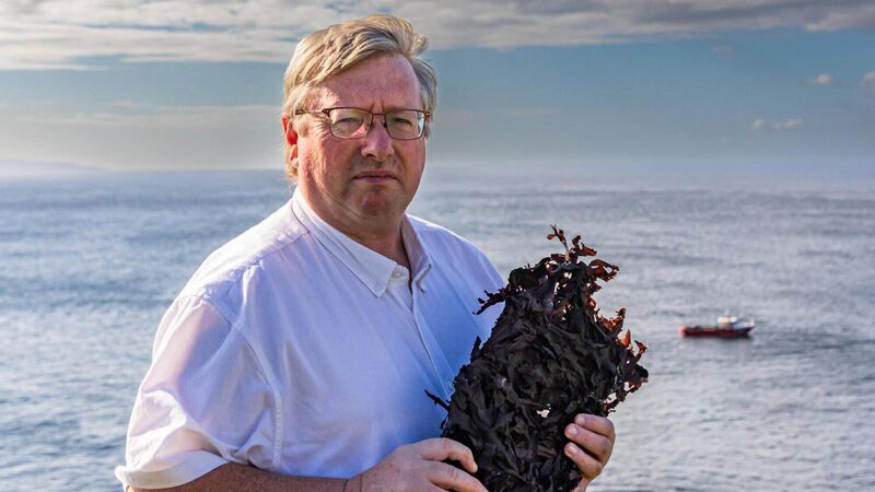 West Cork business is harnessing power of a superfood: seaweed West Cork business is harnessing power of a superfood: seaweed
