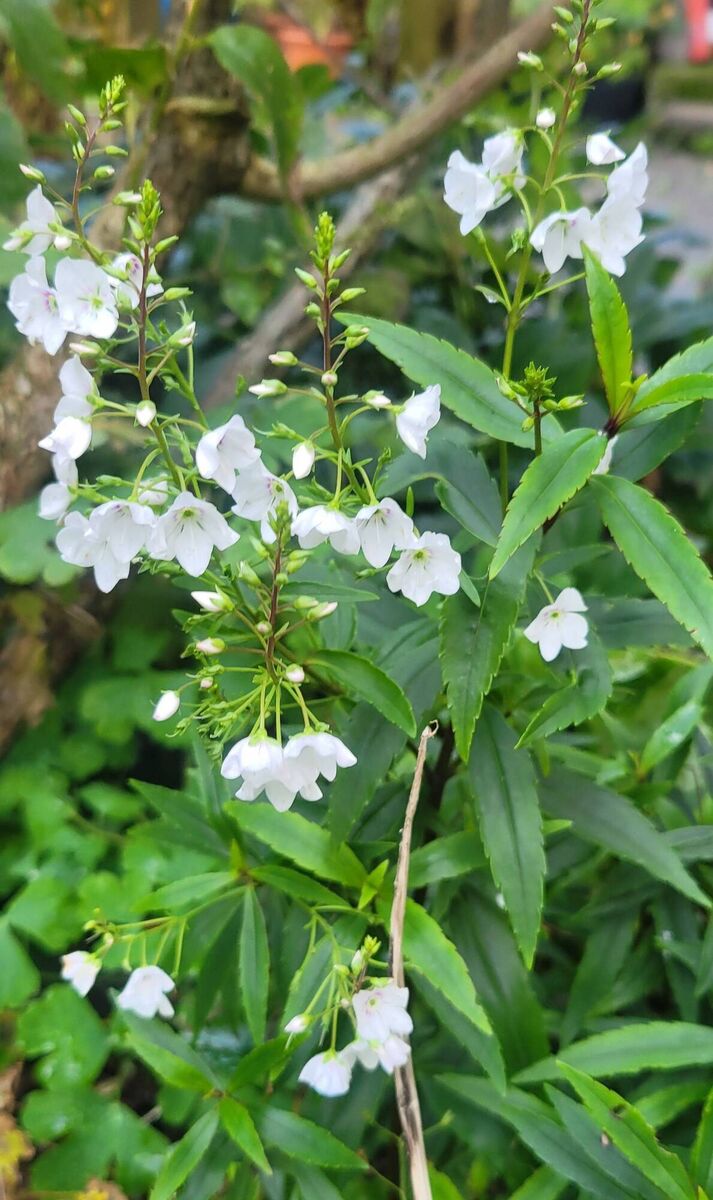 Parahebe 'Avalanche' flowering in a sheltered spot in the garden right now 