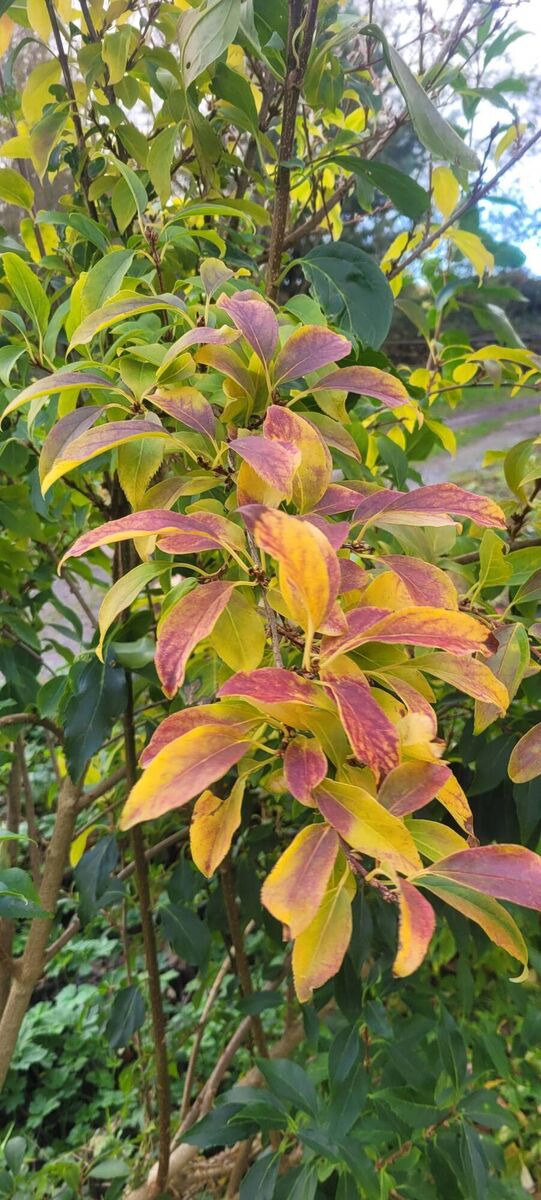 Autumn leaf colour of Forsythia x interemedia currently 