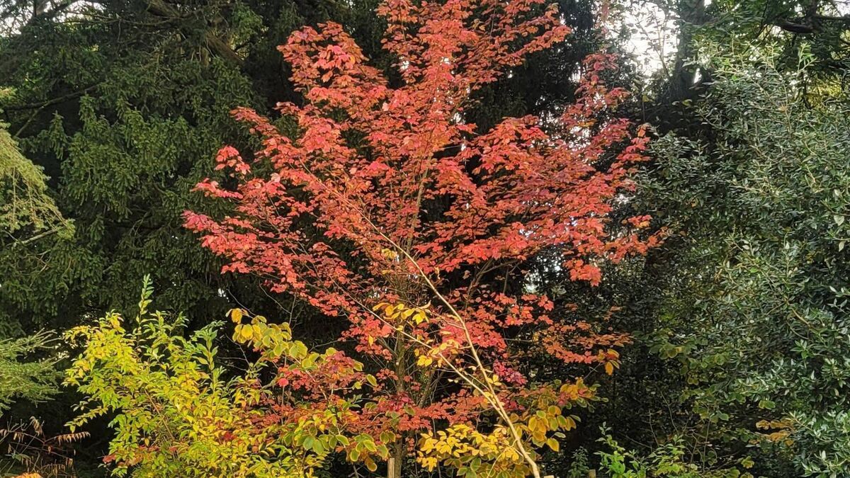 In the Garden: Get out and about to enjoy colours of the season