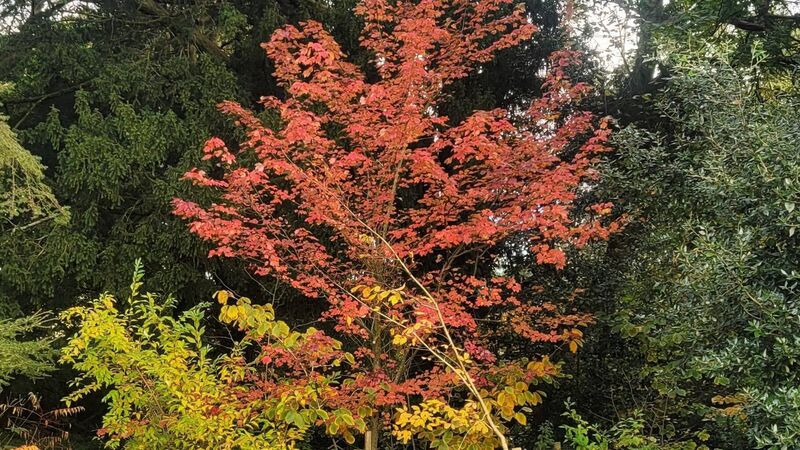 In the Garden: Get out and about to enjoy colours of the season