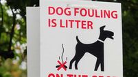 City council ‘seemingly disinterested’ in dog fouling issue