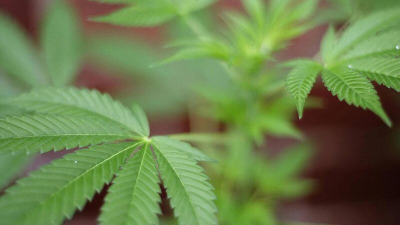 76-year-old man convicted of growing cannabis plans to do so again