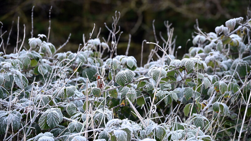 Cork set for cold snap with temperatures plummeting in coming days