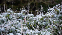Cork set for cold snap with temperatures plummeting in coming days