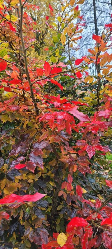 Rich autumn hues of sycoparrotia this month, which prefers a neutral to acid soil. Rich autumn hues of sycoparrotia this month, which prefers a neutral to acid soil.