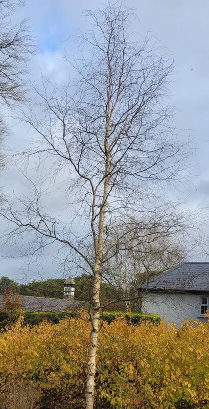 Betula pendula 'Spider Alley' planted among Cornus 'Midwinter Fire' providing interest in autumn and winter. Betula pendula 'Spider Alley' planted among Cornus 'Midwinter Fire' providing interest in autumn and winter.