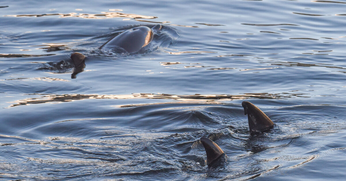 Four juvenile dolphins in the River Lee cause concern - Vimarsana News