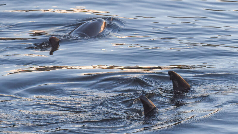 Four juvenile dolphins in the River Lee cause concern Four juvenile dolphins in the River Lee cause concern