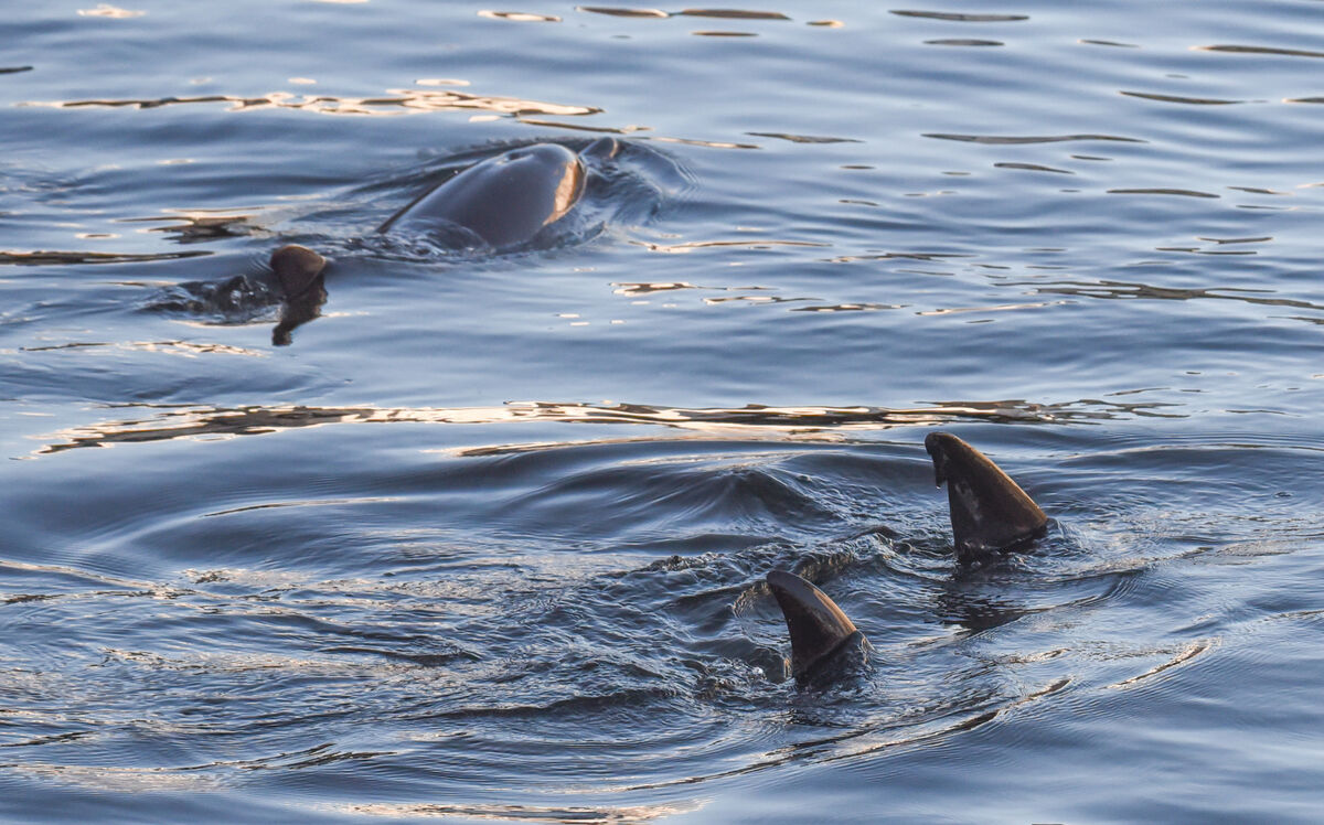 The fins of some of the four dolphins swimming in the River Lee at Morrison's Island on Tuesday morning. Members of the Irish Whale and Dolphin Group at the scene expressed their concern as the dolphins were all juvenile and unaccompanied by an adult at low tide. Picture: Cian O'Regan.