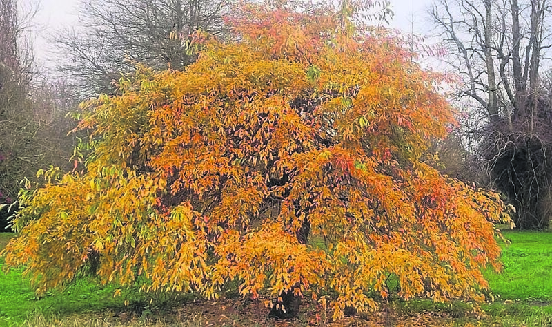 Nyssa sylvatica has stunning autumn foliage. Nyssa sylvatica has stunning autumn foliage.