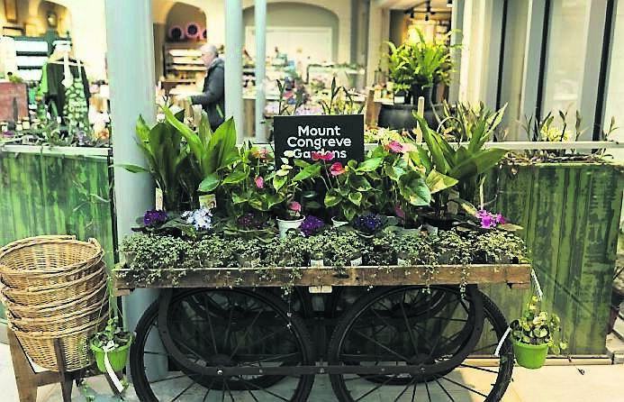 Mount Congreve is providing some great festive workshops and activities this Christmas. Mount Congreve is providing some great festive workshops and activities this Christmas.