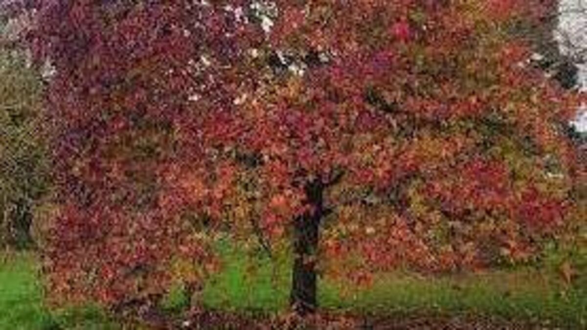 In the Garden: Which trees to plant for an autumn show