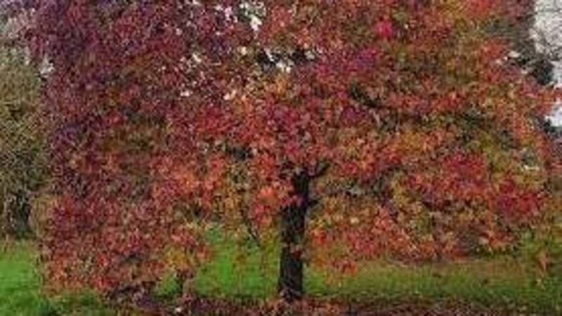 In the Garden: Which trees to plant for an autumn show