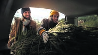 Couple packing Christmas tree into car trunk