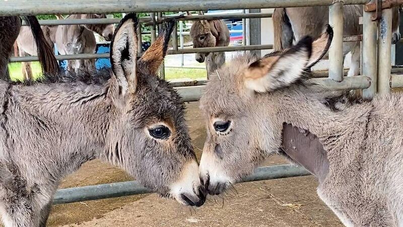 Donkey Sanctuary appeals for help as they reach capacity Donkey Sanctuary appeals for help as they reach capacity