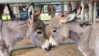 Donkey Sanctuary appeals for help as they reach capacity