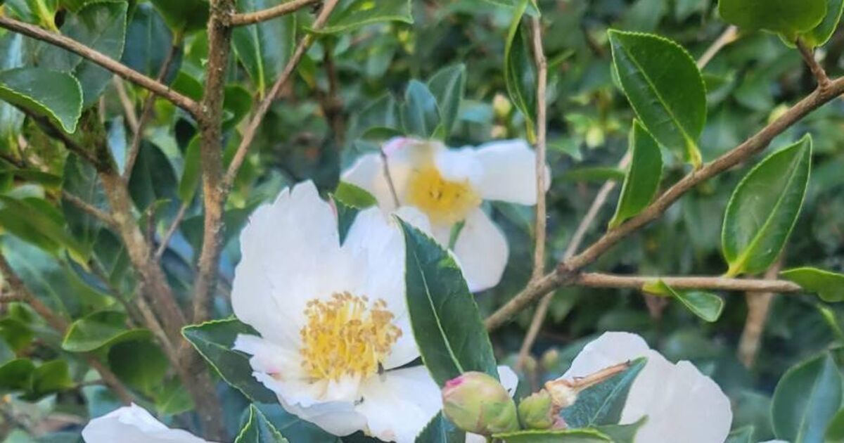 Great gifts for the gardener in your life - Vimarsana News