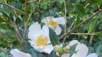 Great gifts for the gardener in your life