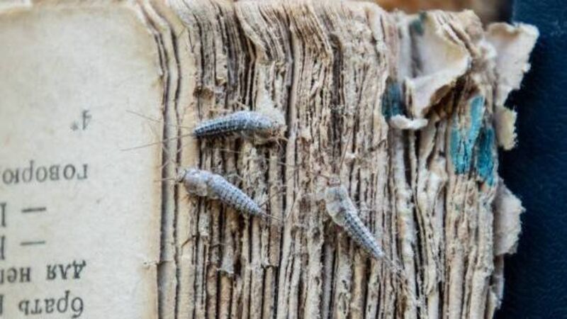 'They can become a major inconvenience': Increase in reports of silverfish infestations 