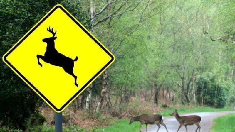Concern over deer straying on to new Cork bypass