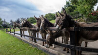 Organisations in Cork to benefit from animal welfare funding