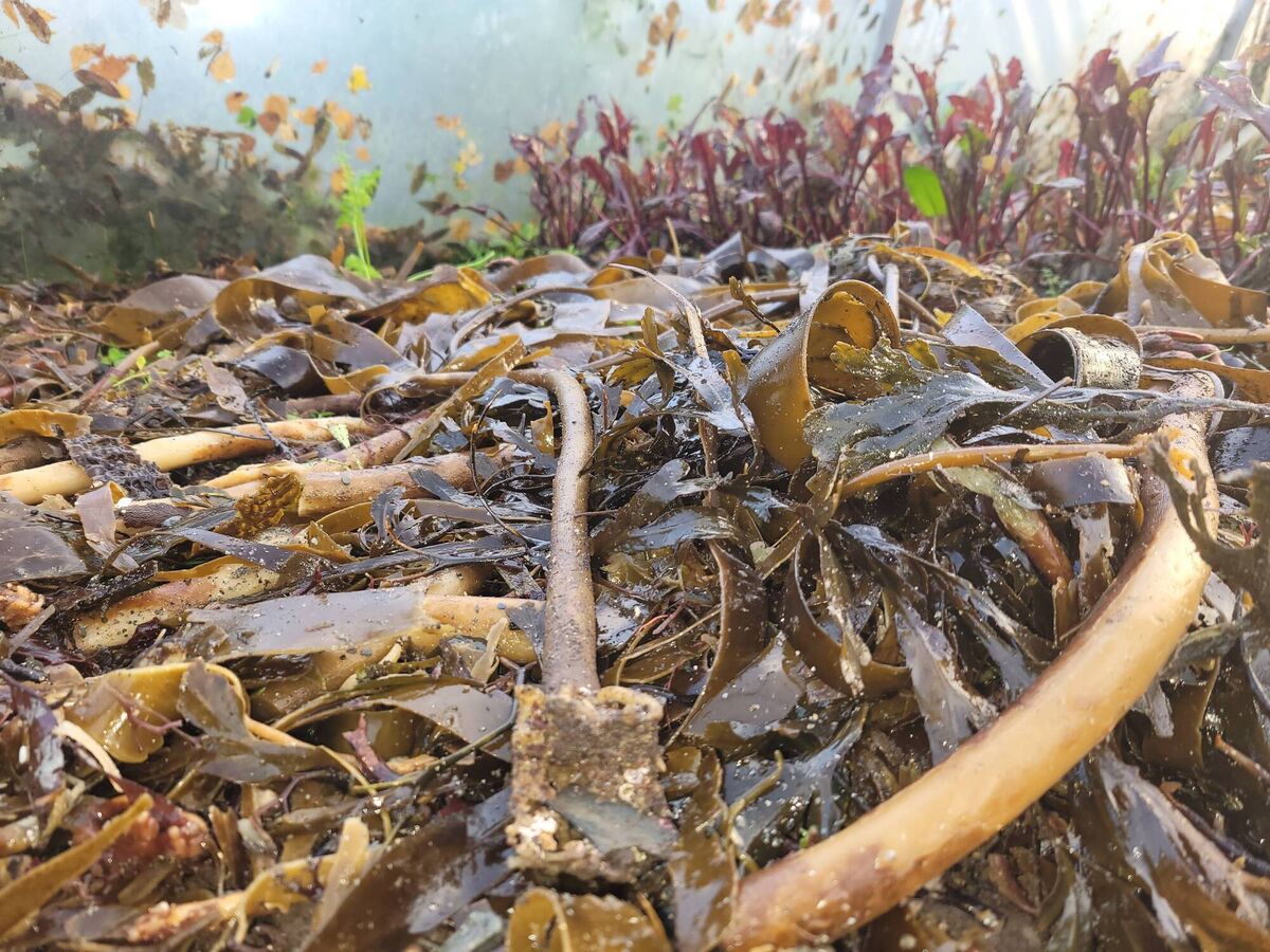 Seaweed makes a great mulch at this time of year in the vegetable garden. 