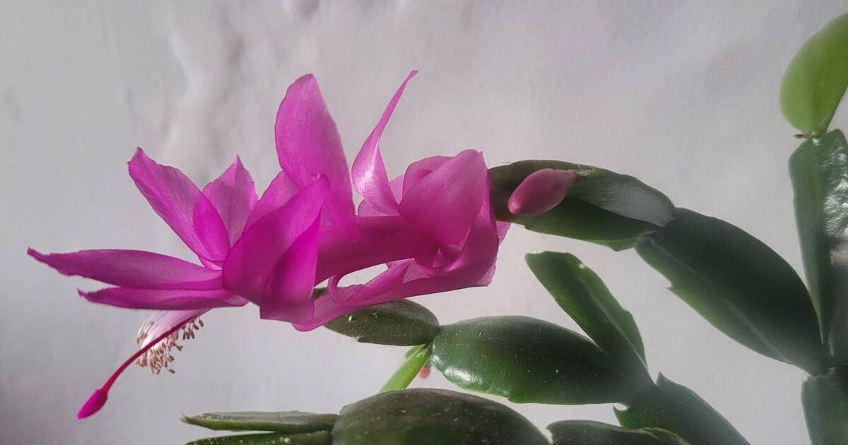 In the Garden: A time for Christmas plants... and tidying up in the garden - Vimarsana News