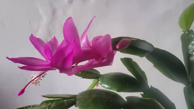 In the Garden: A time for Christmas plants... and tidying up in the garden
