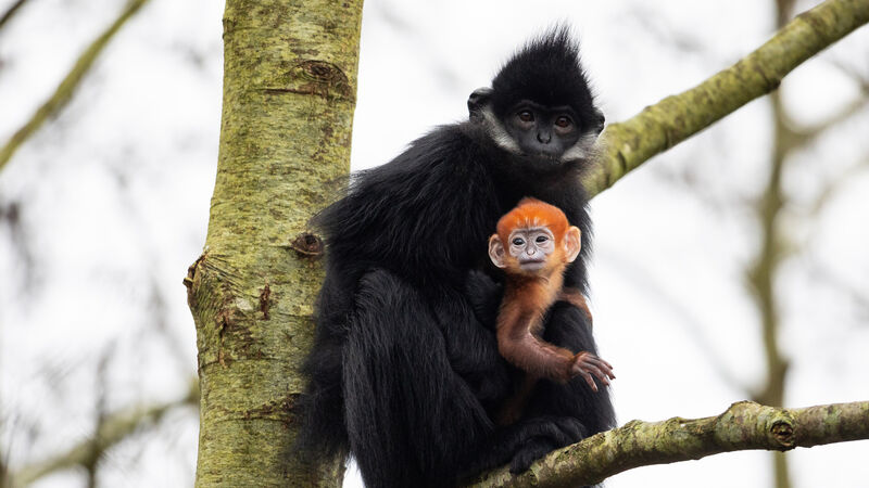 Cork's Fota Island Wildlife Park announces birth of endangered François’ langur monkey  