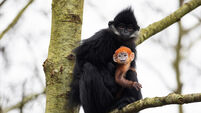 Cork's Fota Island Wildlife Park announces birth of endangered François’ langur monkey  