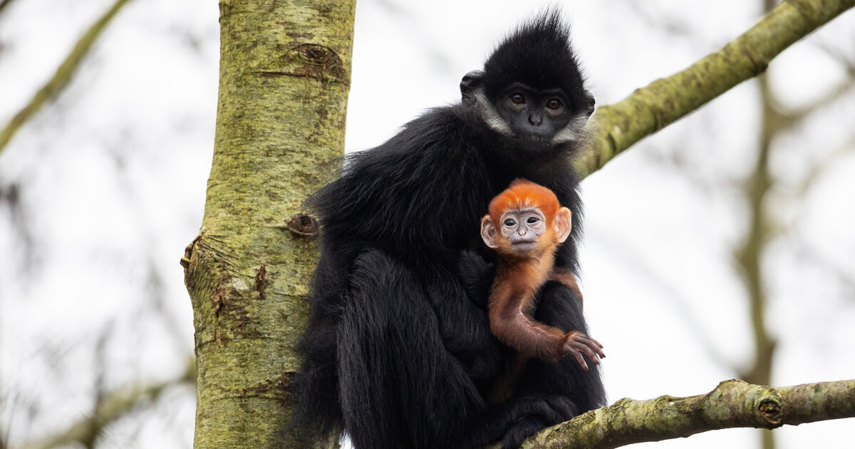 Cork's Fota Island Wildlife Park announces birth of endangered François' langur monkey - Vimarsana News