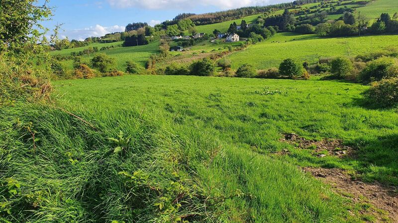 Woodland preservation non-profit group secures its first Cork site